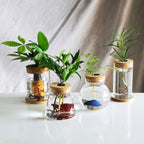 Hydroponic Glass Vase Propagation Station Rack for Cuttings & Home Decor