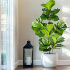 Artificial Fiddle Leaf Fig Tree Indoor Outdoor 77-135cm