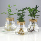 Hydroponic Glass Vase Propagation Station Rack for Cuttings & Home Decor