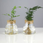 Hydroponic Glass Vase Propagation Station Rack for Cuttings & Home Decor