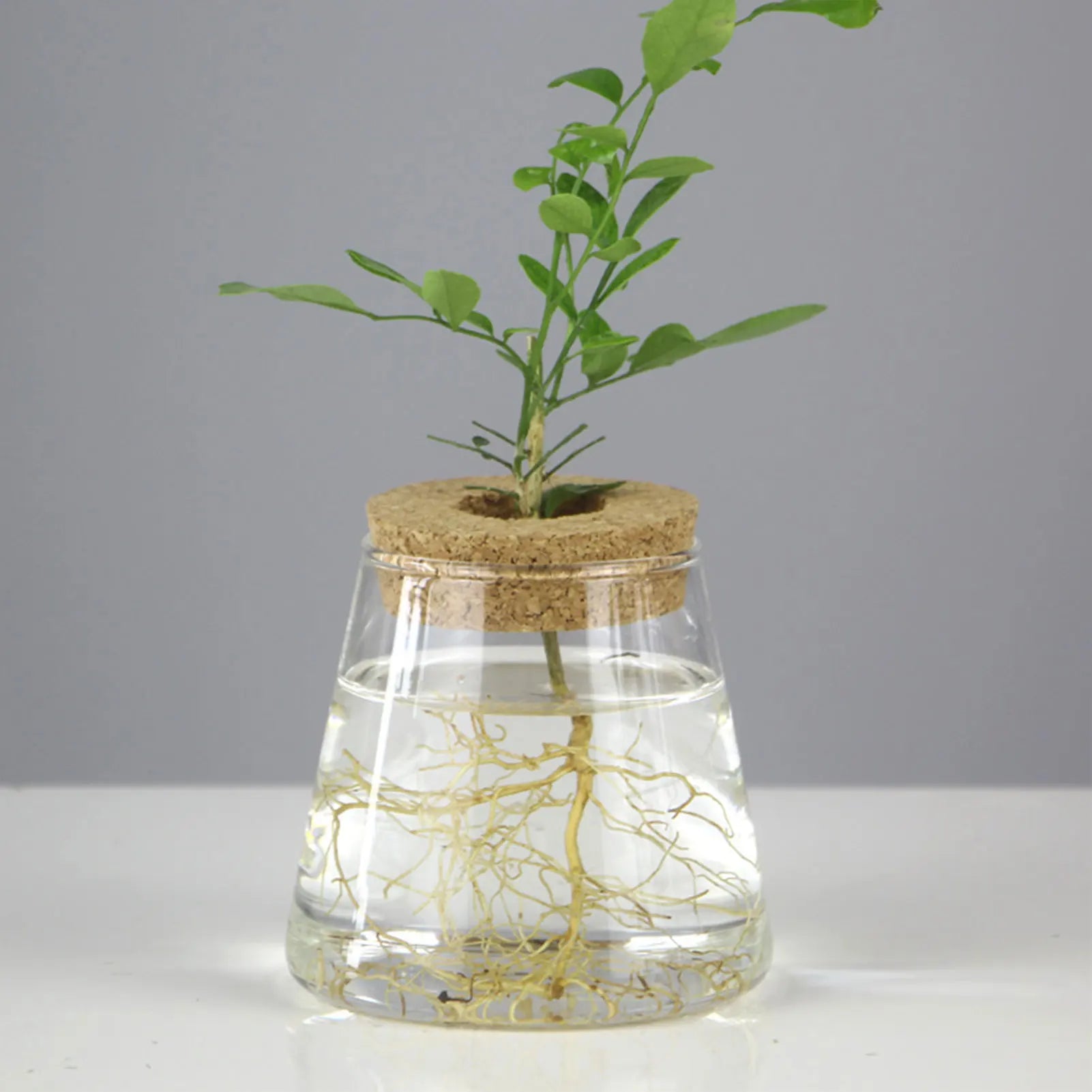 Hydroponic Glass Vase Propagation Station Rack for Cuttings & Home Decor
